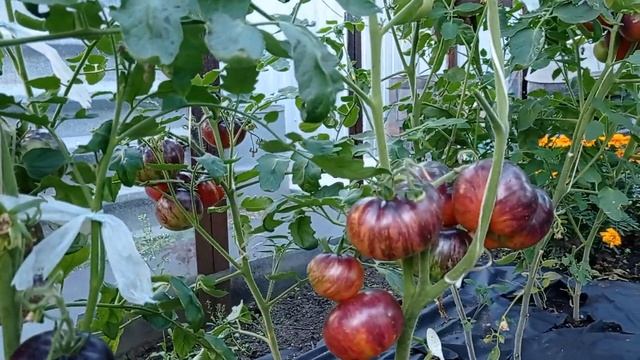 Южный Урал. Обзор томатов в теплице на 01 08 2021 смотреть онлайн