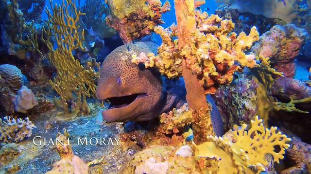 Diving the Red Sea Aggressor II смотреть онлайн