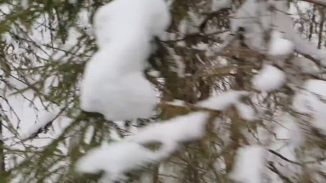 Волк вырвал лапу из Бриджера. Первый пролов в жизни. смотреть онлайн