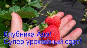 Клубника Ада! Супер урожайный сорт!