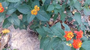 Лантана в открытом грунте в октябре