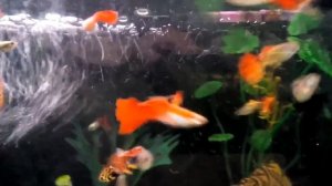 почему погибают гуппи (часть 2)
