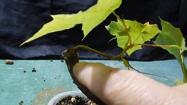 Бонсай из клена остролистного.Стиль фукинагаши. Мой телеграмм : https://t.me/yamadoriforever смотреть онлайн