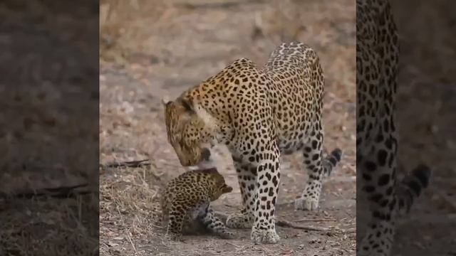 VID-20240213-WA0000.mp4