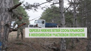 Обрезка нижних ветвей сосны крымской в Мекензиевском лесничестве 13.11.2023.