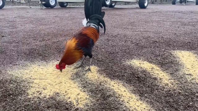 Rat graves McLean pollo hatch смотреть онлайн