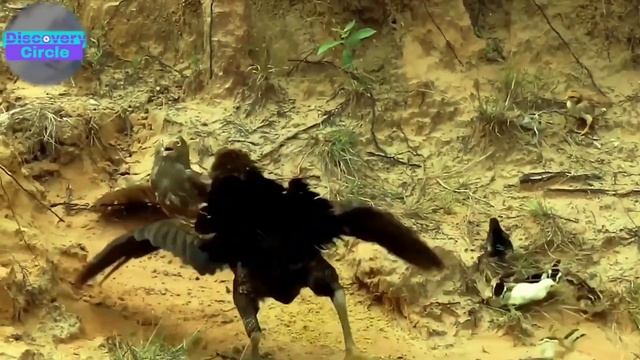 Why Does Eagle Attack Crocodile Epic Moments Caught on Camera - Harpy Eagle vs Monkey Eagle vs Cock смотреть онлайн