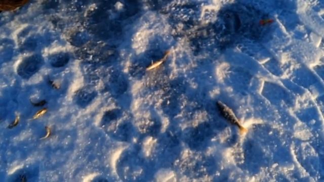 Окунь в марте на мормышку смотреть онлайн