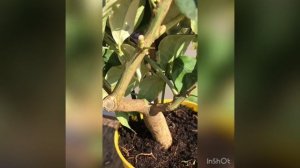 ????‼️ дорогие друзья‼️ Вашему вниманию видеообзор: лимон вариегатный Эврика Пинк.