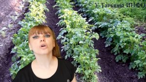 Окучивание картофеля нужно или нет?!