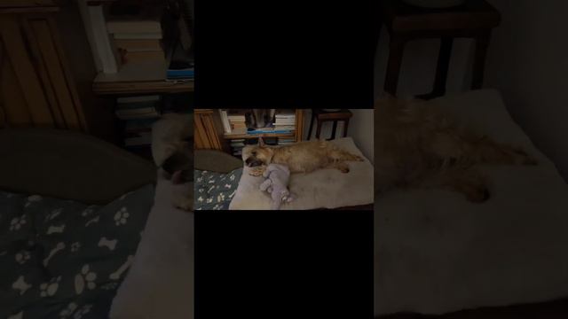 Медитация Собачьего ПРИНЦА смотреть онлайн