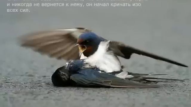 Трагическая любовь двух птиц [The tragic love of two birds] смотреть онлайн