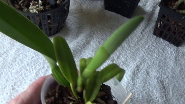 Watering time for Cattleyas, Paphs and Phalaenopsis. смотреть онлайн