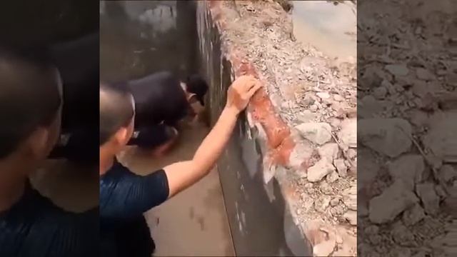 Rescue save the life of person from Two python ???? смотреть онлайн