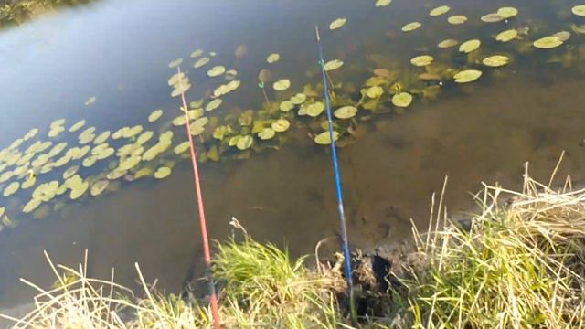 Видеорыбалка 25.05.22., ловля линя смотреть онлайн