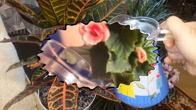 Вы должны это знать.. Как сохранить комнатные растения зимой?? Секреты ухода в зимний период.. смотреть онлайн