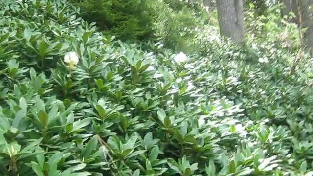 Уруп.Родадендрон Кавказский смотреть онлайн