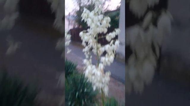 Просто цветы, просто белые. Название кустарника - Юкка. 371(471)s смотреть онлайн