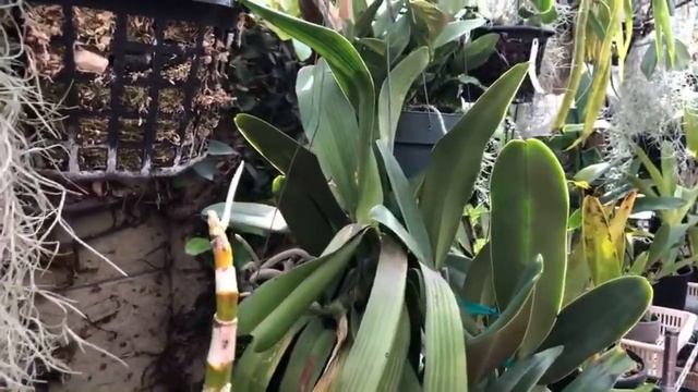 Орхидейная теплица смотреть онлайн