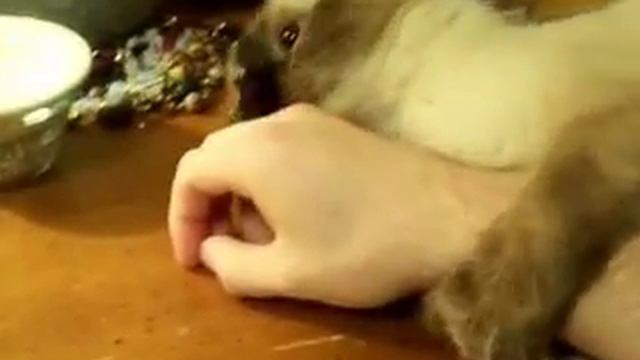 Spastic Ragdoll Cat смотреть онлайн