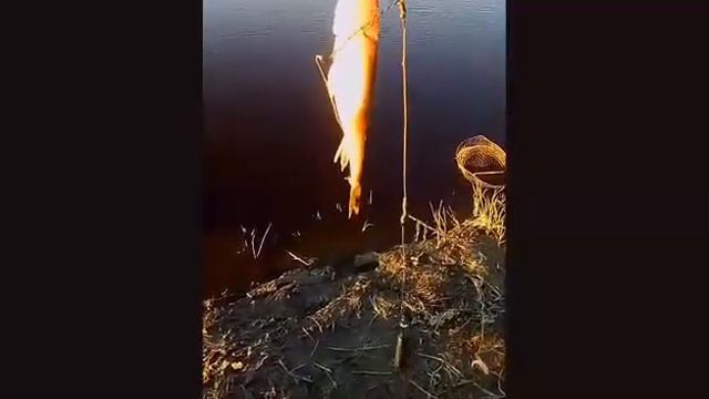 Рыбалка в Ханты-Мансийске смотреть онлайн