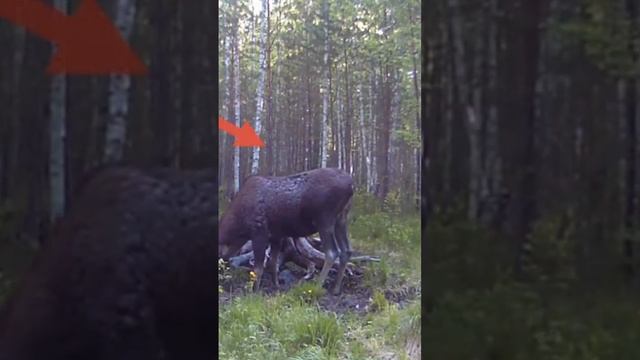 ЛОСЬ И ИЗЮБР ВМЕСТЕ НА СОЛОНЦЕ смотреть онлайн