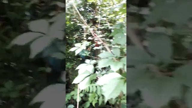 Николаевский зоопарк. Бабочки смотреть онлайн