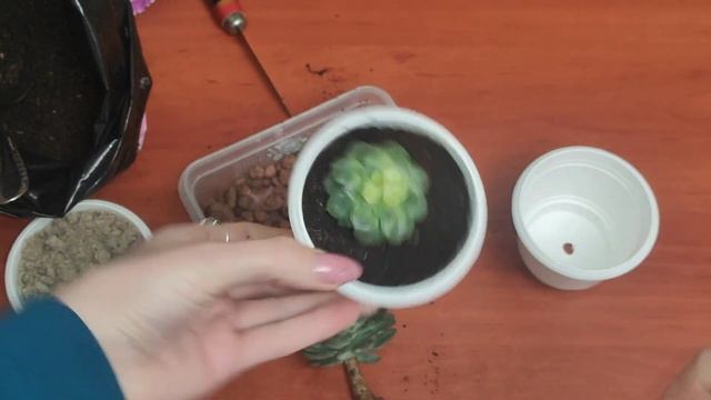 Эхеверия ИЗЯЩНАЯ. Эчеверия. Уход и размножение. Неприхотливый сад