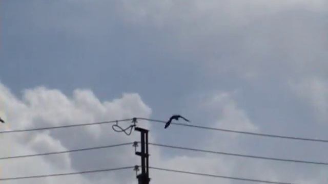 Обычный день голубятника смотреть онлайн