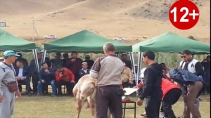 Самый дорогой баран в мире за $490 тысяч и самый крупный 188 кг баран