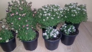 Саксифрага /Каменоломка/.