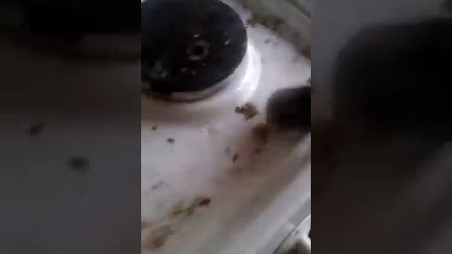 как правильно мыть плиту смотреть онлайн