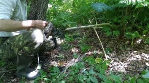 ЕСТЬ ЕЩЁ ЖЕНЬШЕНЬ В ПРИМОРСКОЙ УССУРИЙСКОЙ ТАЙГЕ. Дикорастущий женьшень Рanax.