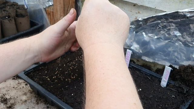 How To Sow Aster Seeds Part 1