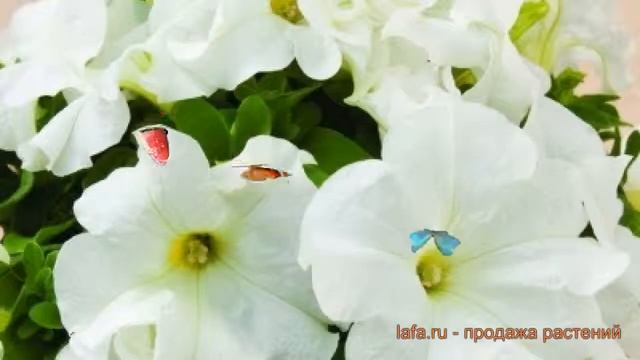 Петуния грандифлора Дувет Вайт (duvet vayt) ? обзор: как сажать, семена петунии Дувет Вайт смотреть онлайн