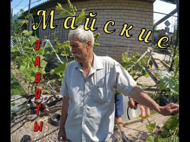 Майские заботы на винограднике. Виноградник Вадима Точилина смотреть онлайн