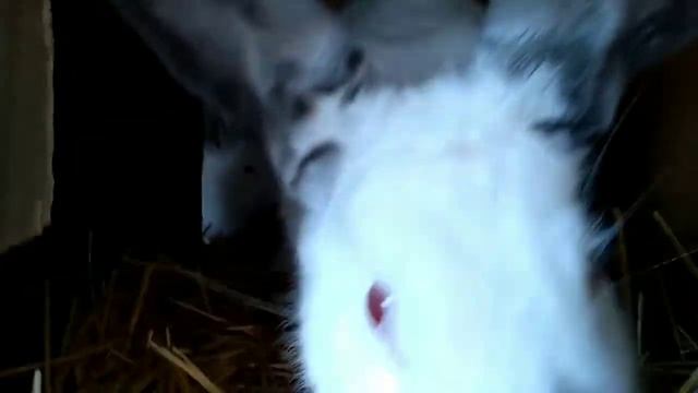 Новости ЛПХ #5| Веснушка сходила в гости к Рыжику смотреть онлайн