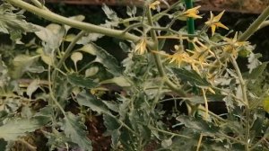 Обзор развития томатов серии Леденцы от агрофирмы Гавриш