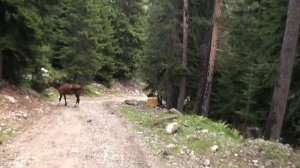 УЩЕЛЬЕ МАХАР И ГОНДОРАЙ