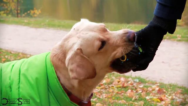 Doggy Dollyint Одежда и аксессуары для собак