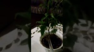 обрезка фикуса Бенджамин сорт Наташа