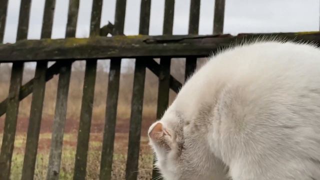 Глухая кошка Алиса вышла подышать свежим воздухом😊 смотреть онлайн