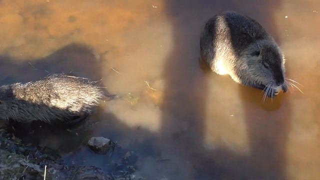 Строительный Квест