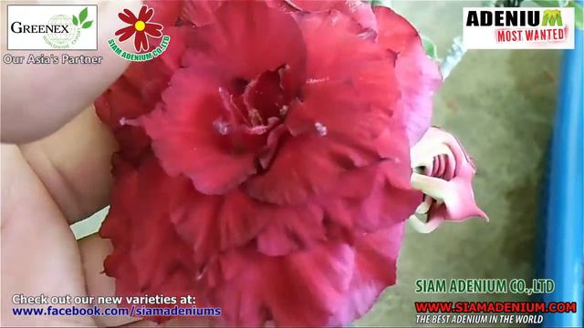 New 2015 Rosy Adenium
