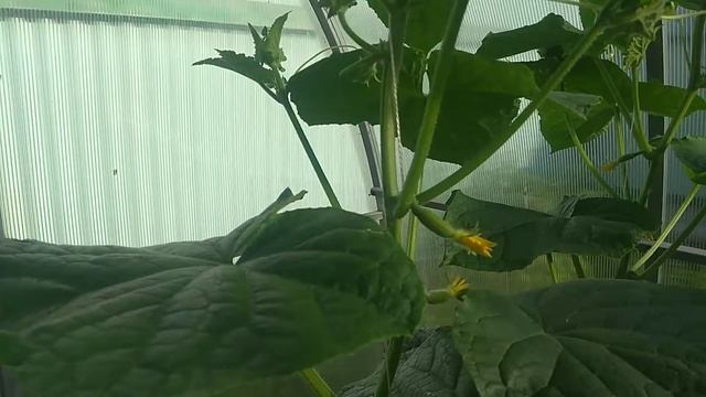 Выращивание огурцов в один стебель (2 часть) смотреть онлайн