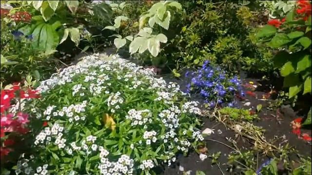 Клумбы на колесах 1 смотреть онлайн