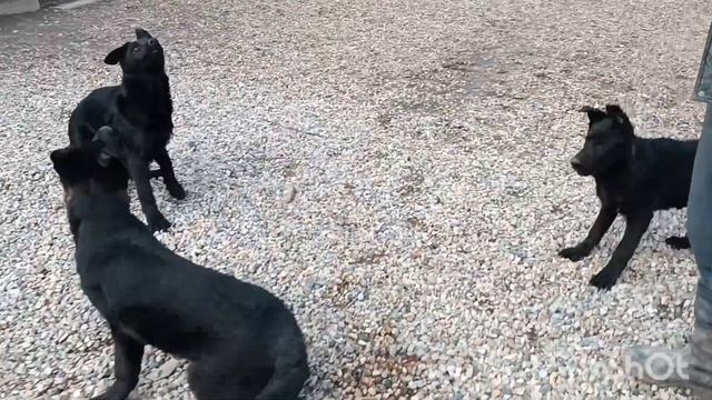 Питомник немецких овчарок BENEFIS EKATERINY ???Предлагаем черных немецких овчарок! смотреть онлайн