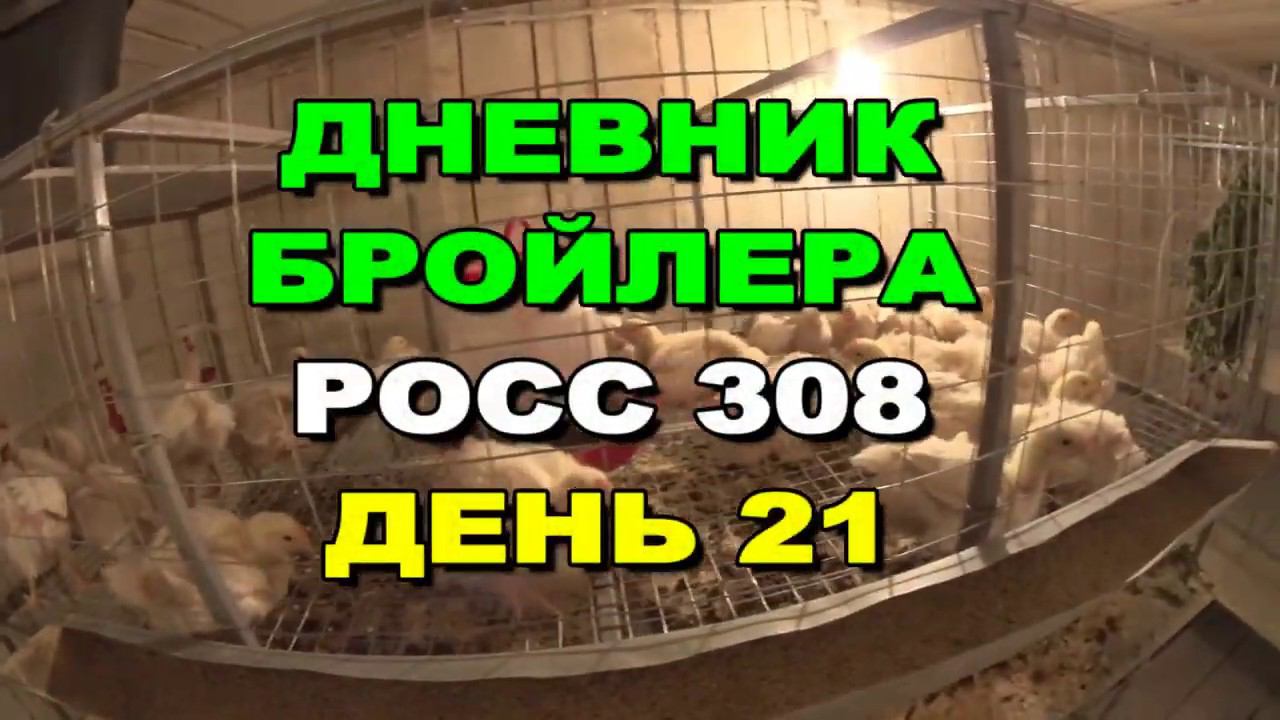 Как вырастить Цыплят бройлеров РОСС 308 ( 21 ДЕНЬ ) ПОСТРОИЛ ИНКУБАТОРНУЮ смотреть онлайн