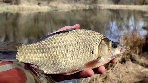 ЛОВЛЯ КАРАСЯ НА УТРЕННЕЙ ЗОРЬКЕ!!!! Рыбалка на поплавок 2024