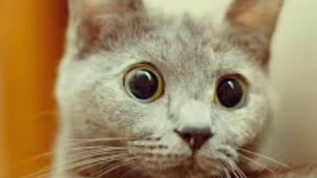 Смешные картинки смотреть онлайн